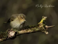Foto: Fitis [Phylloscopus trochilus] Broekpolder Vlaardingen (19feb2016) 